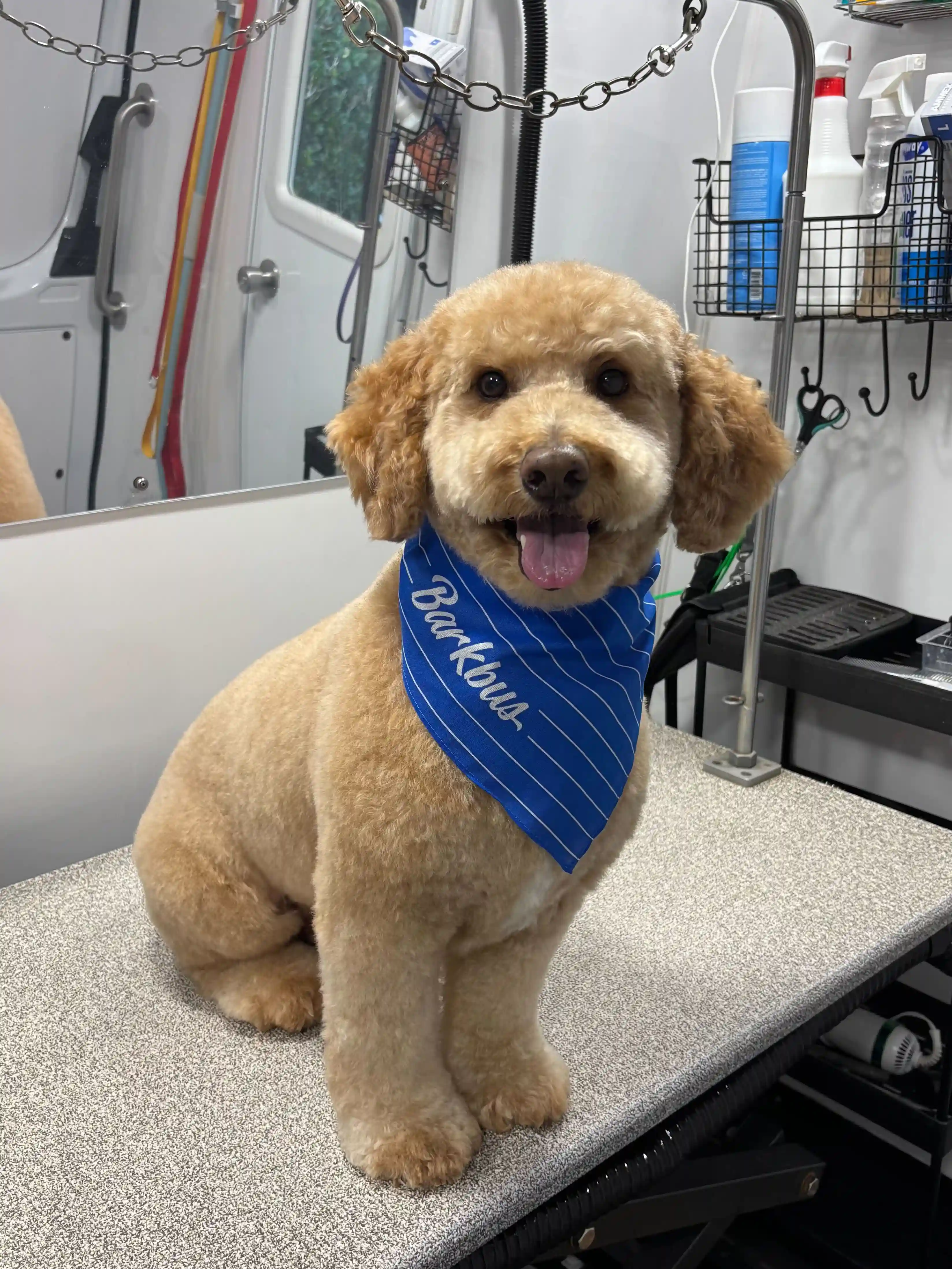Barkbus
