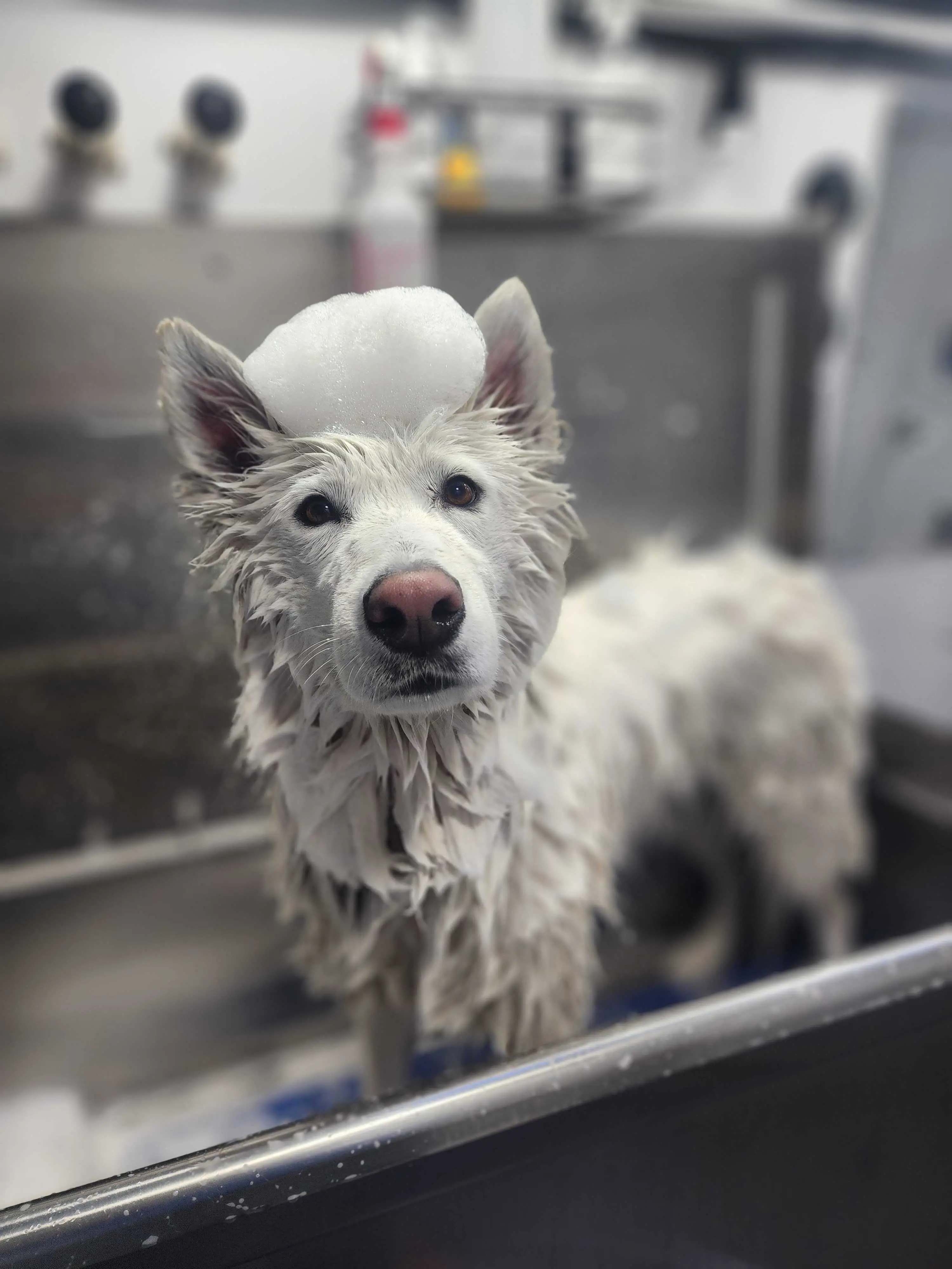 Barkbus mobile grooming, typical low end