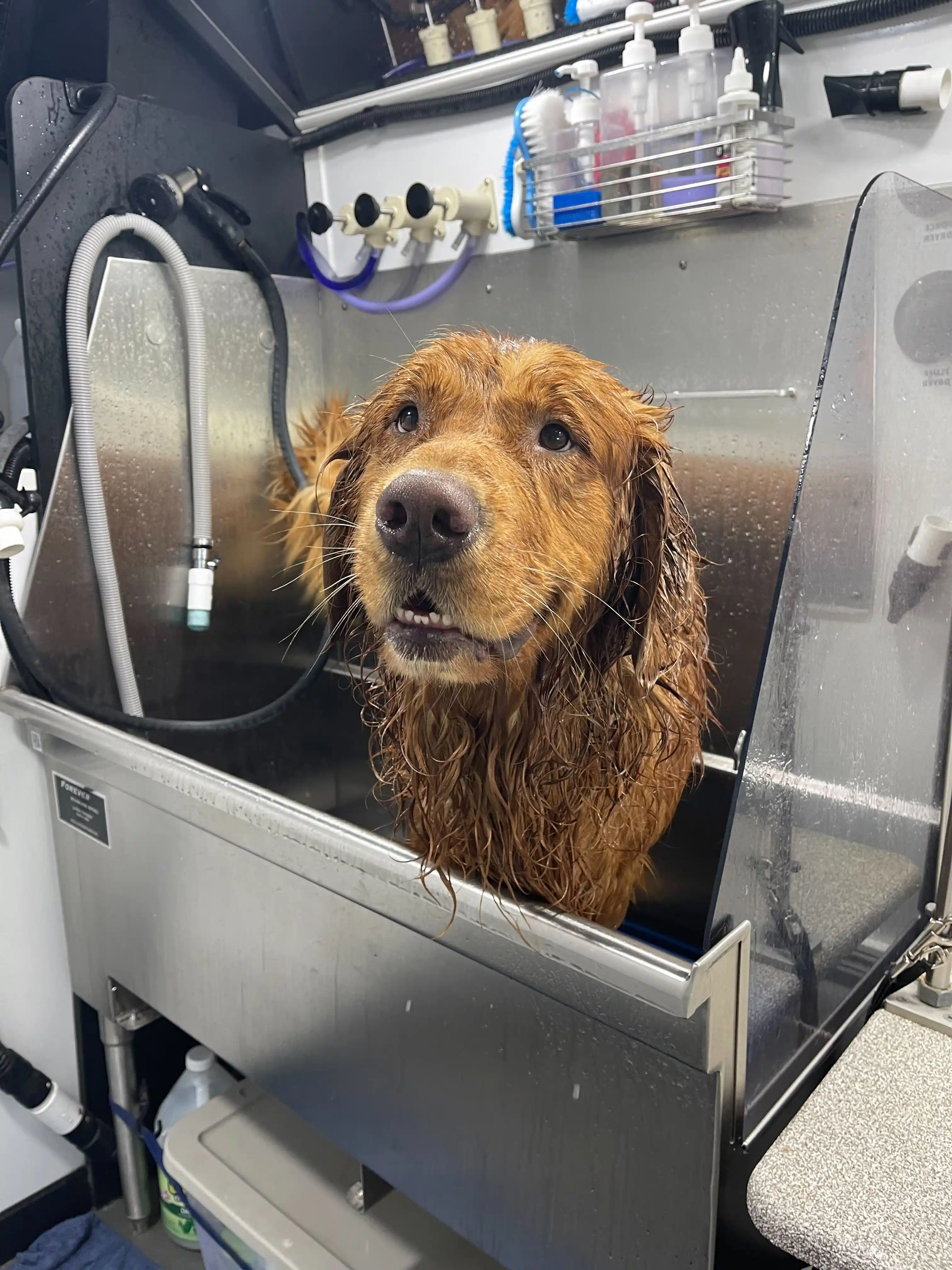 Barkbus mobile grooming, typical high end
