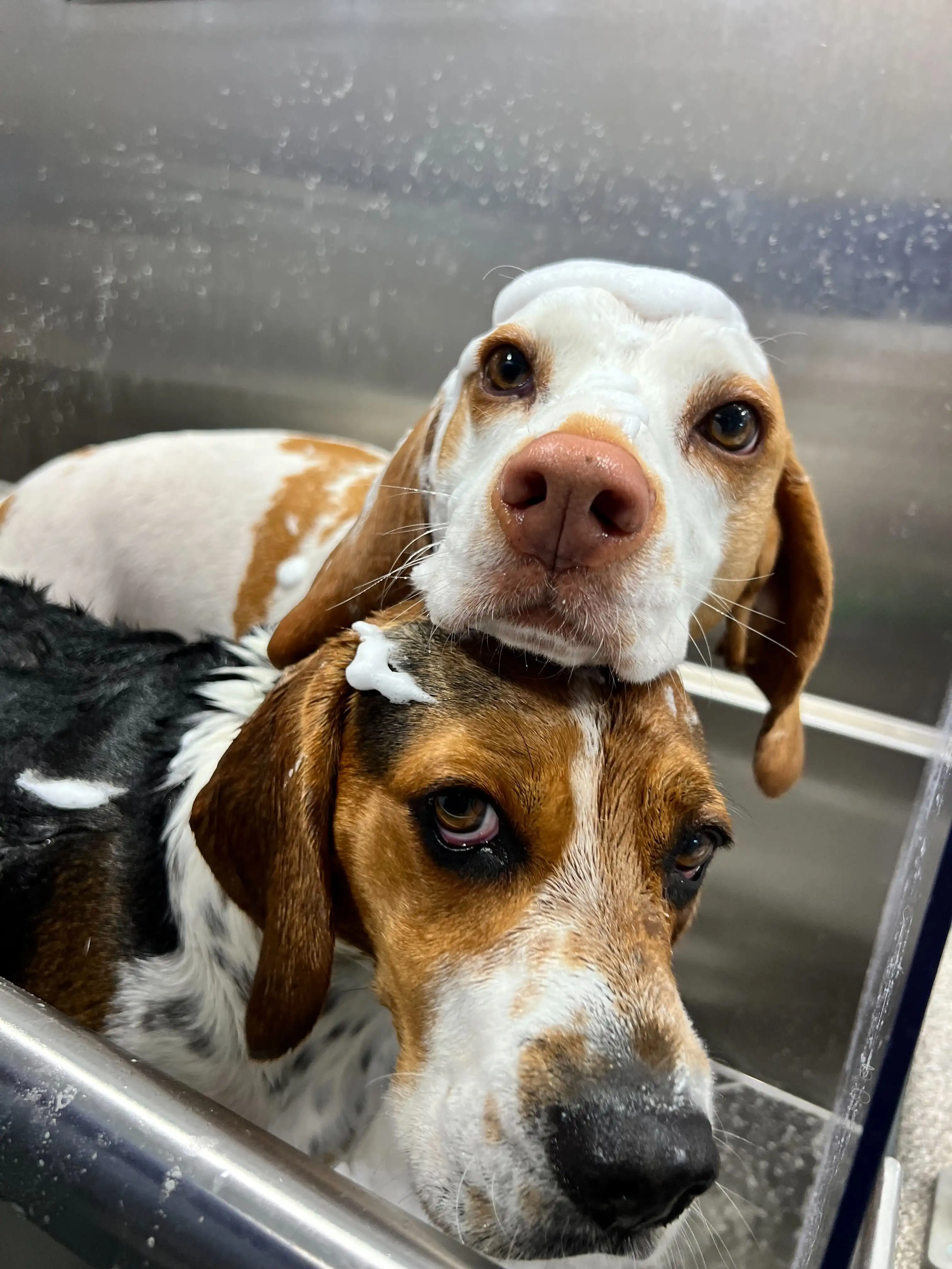 Barkbus mobile grooming, typical low end