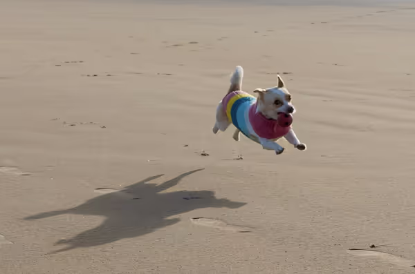 Barkbus