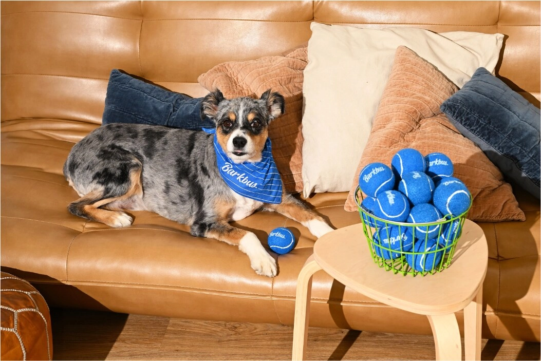 Dog in a blue Barkbus bandana lying on a leather sofa next to a basket of tennis balls