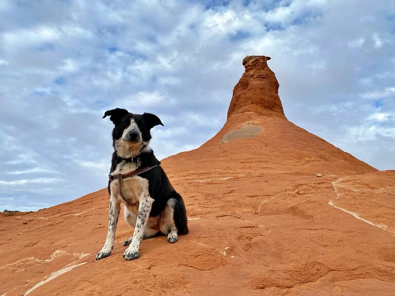 Black and white dog sitting on a red rock formation under a cloudy sky in Arizona