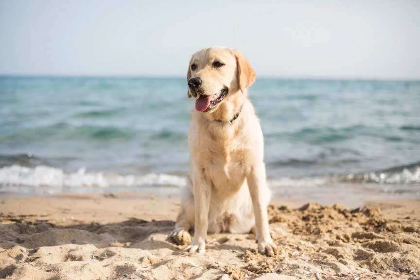 Golden dog sitting on a California beach with the ocean behind