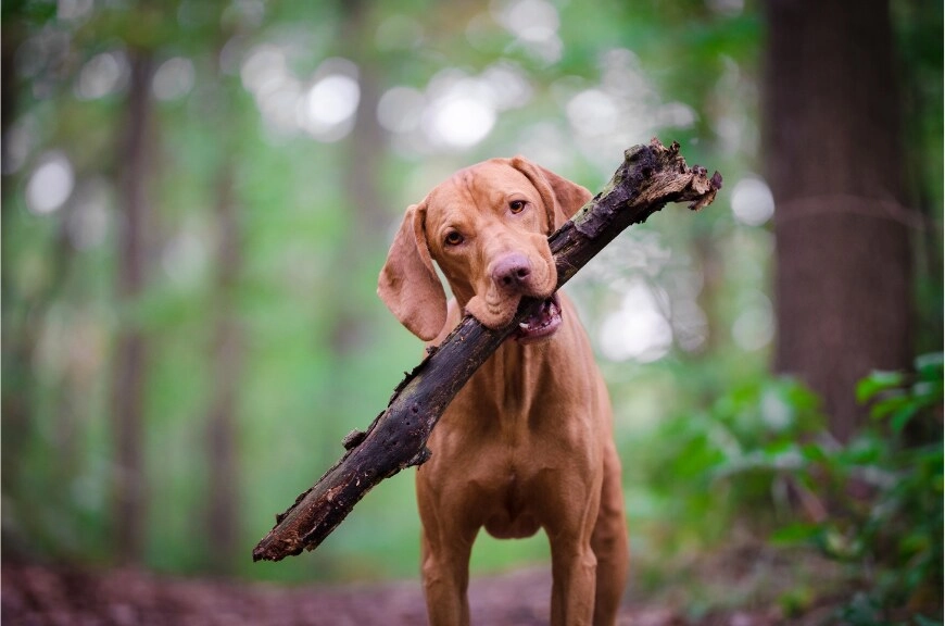 Red dog carrying a large stick in a green Georgia forest