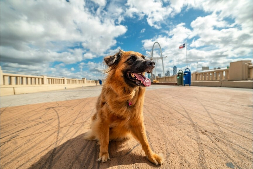 Brown and tan dog on a sunny Texas boardwalk with a skyline behind