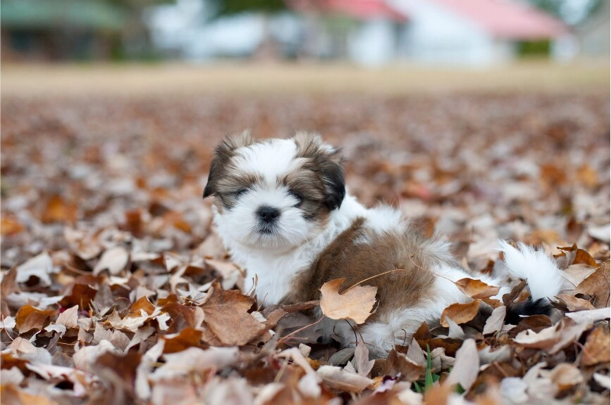 Small white and brown dog lying in autumn leaves in Virginia
