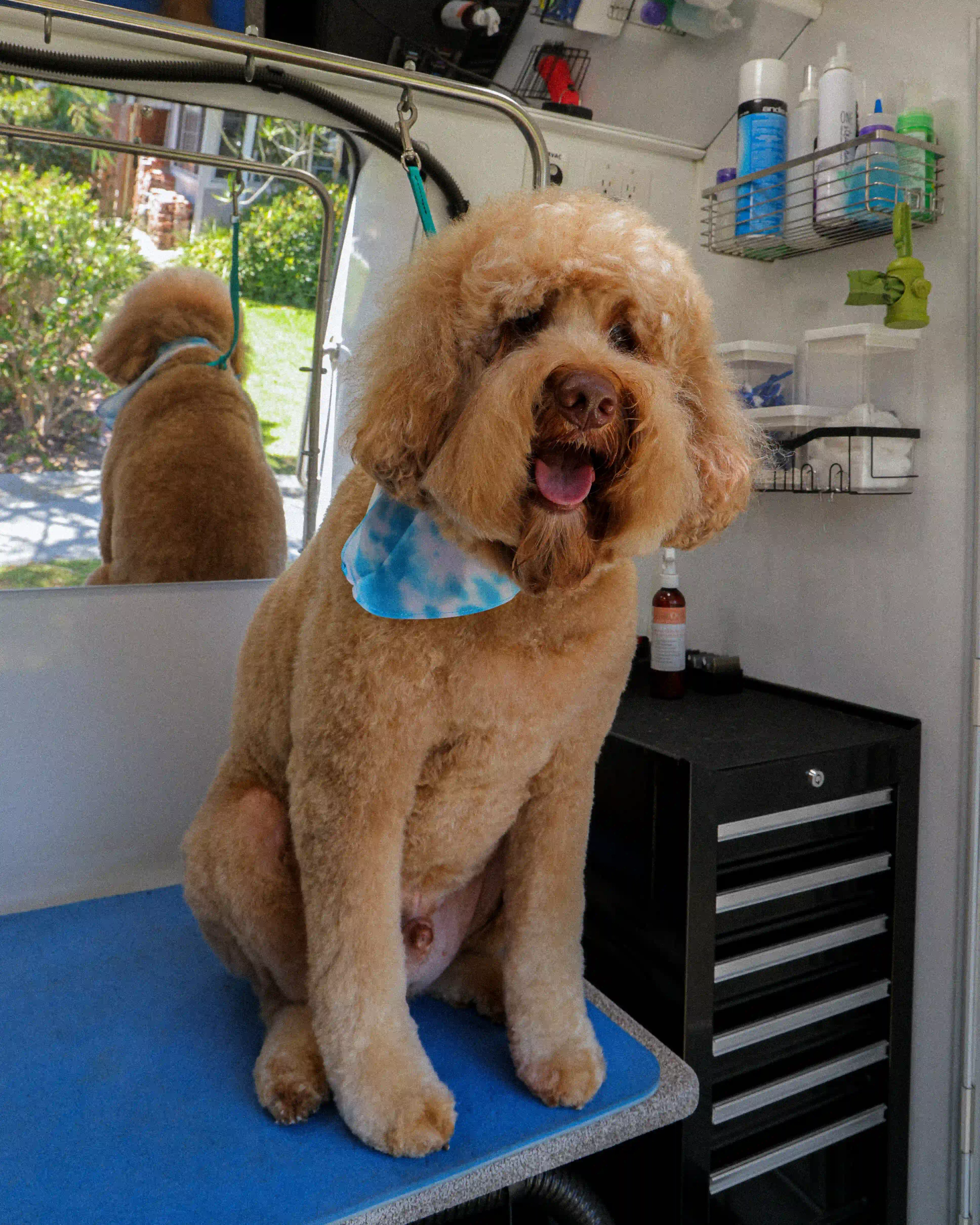 Fluffy golden dog in a bandana sitting on a blue grooming table