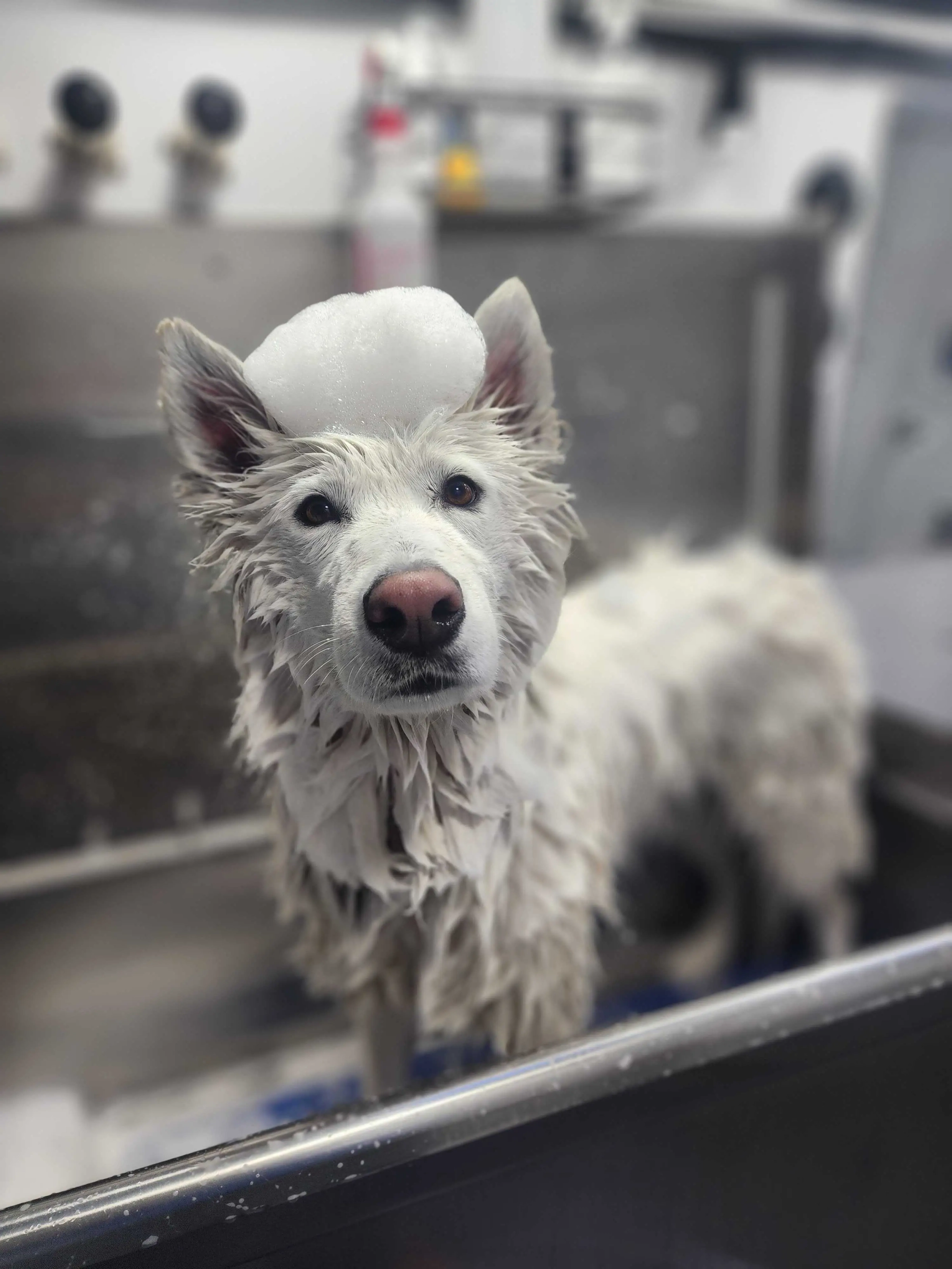 Wet white dog standing in the van after a bath