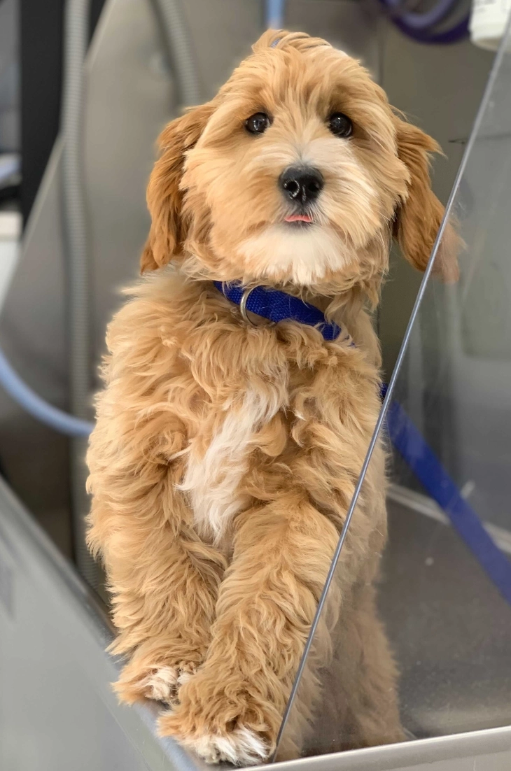 Golden doodle puppy sitting in the van
