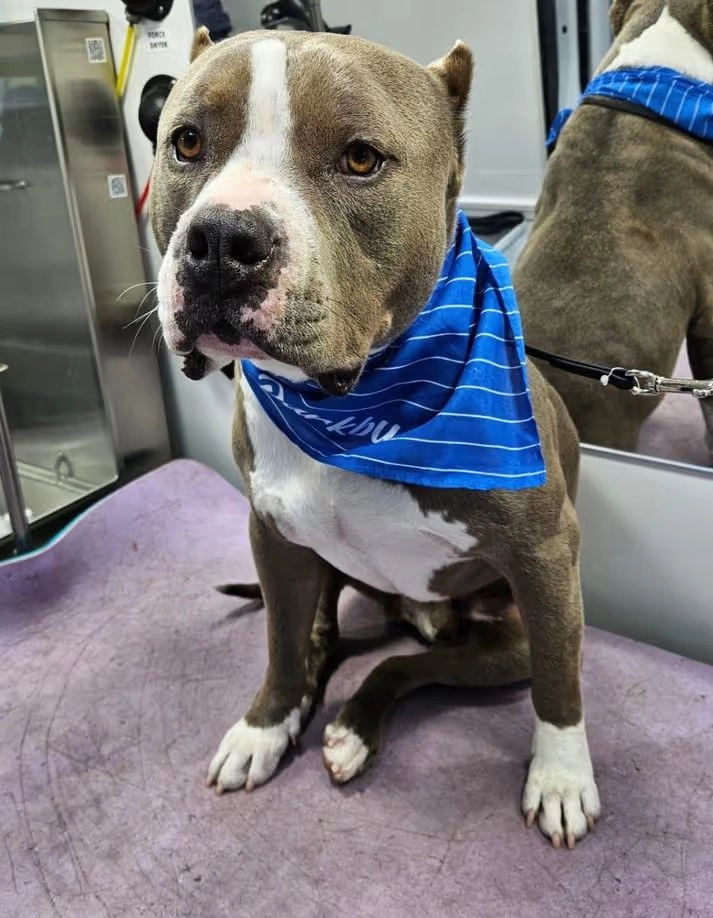 Gray and white dog in a blue bandana sitting on the grooming table