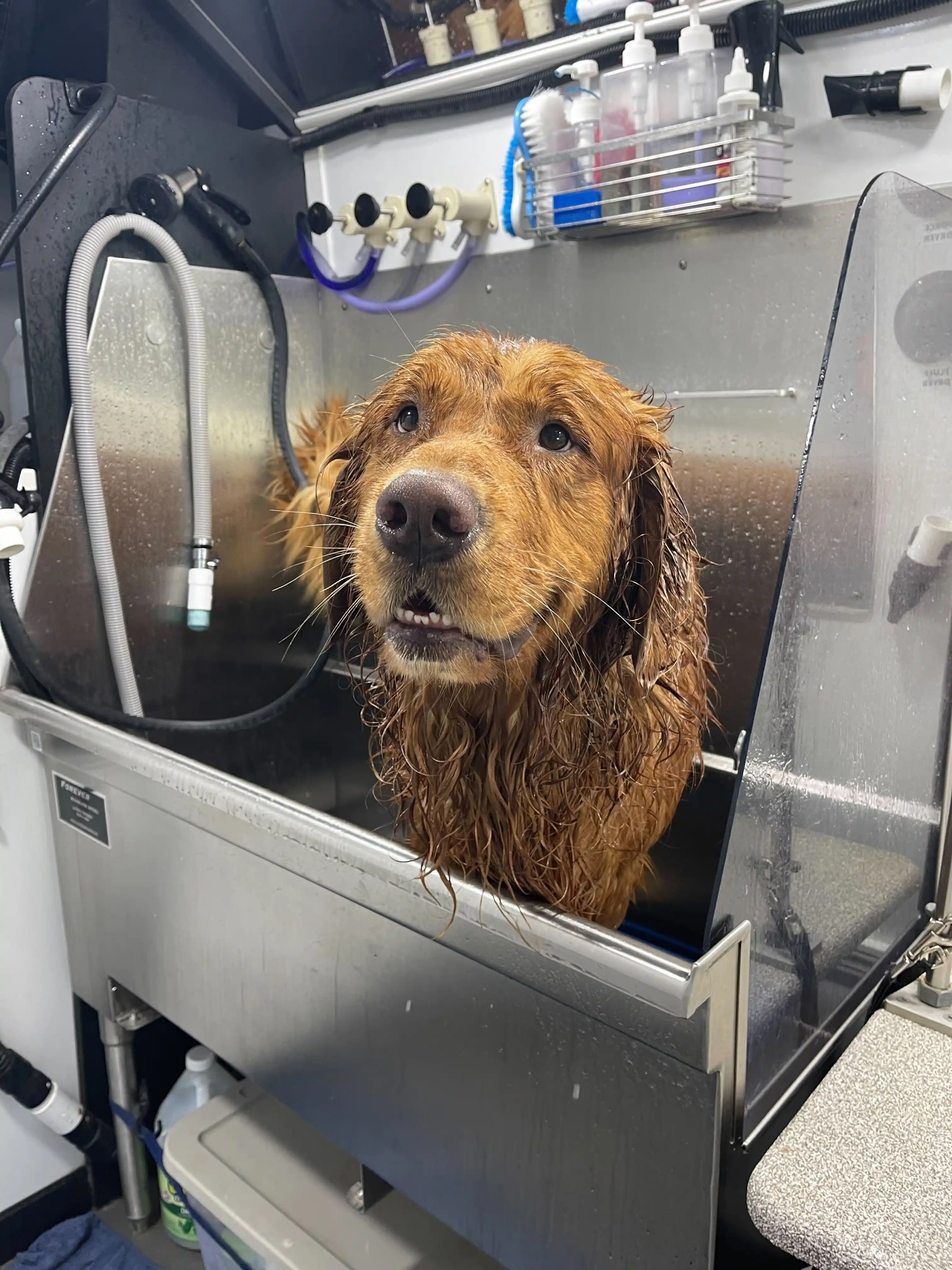 Wet golden retriever standing in the stainless steel tub inside the van