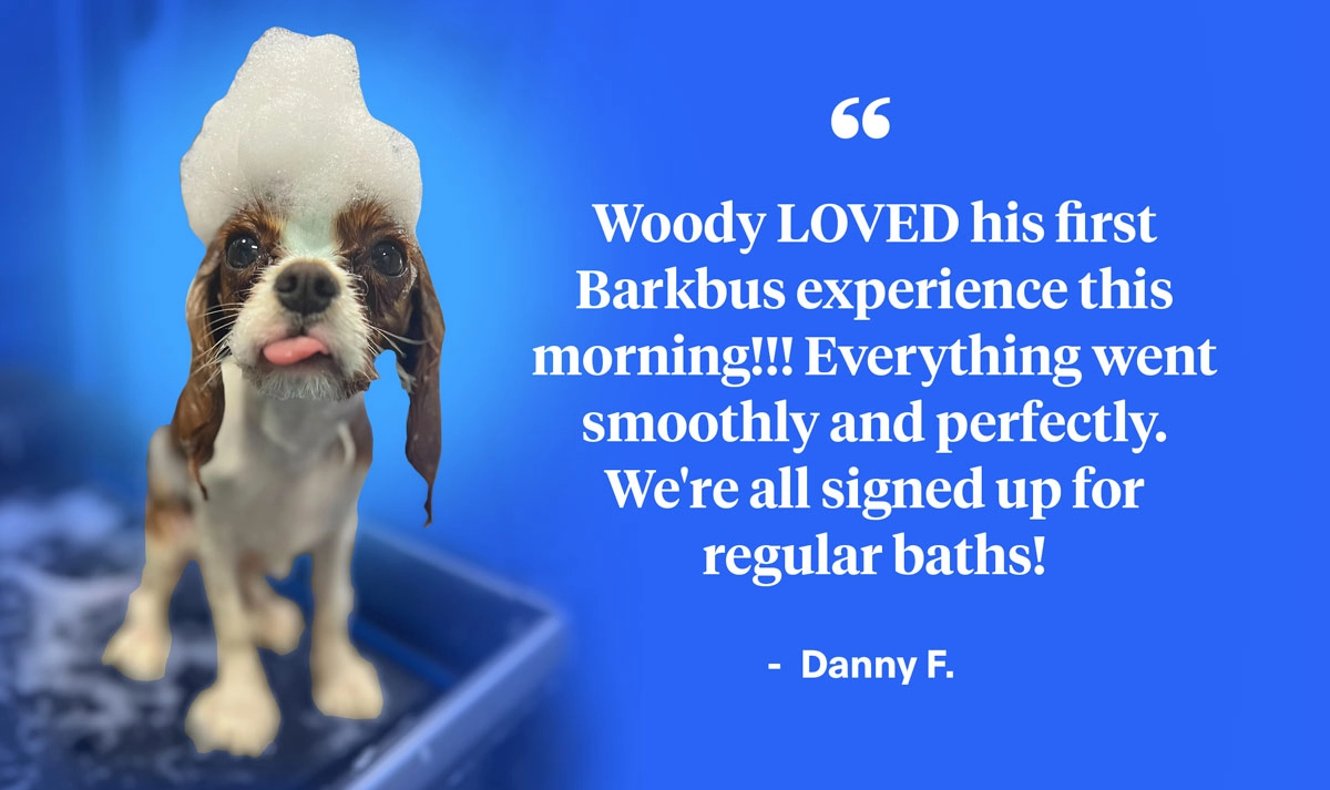 happy soapy spaniel dog with customer testimonial on blue background
