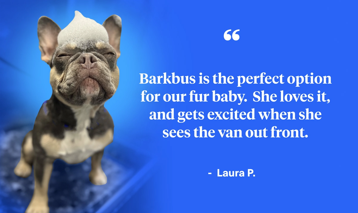 happy soapy french bulldog with customer testimonial on blue background