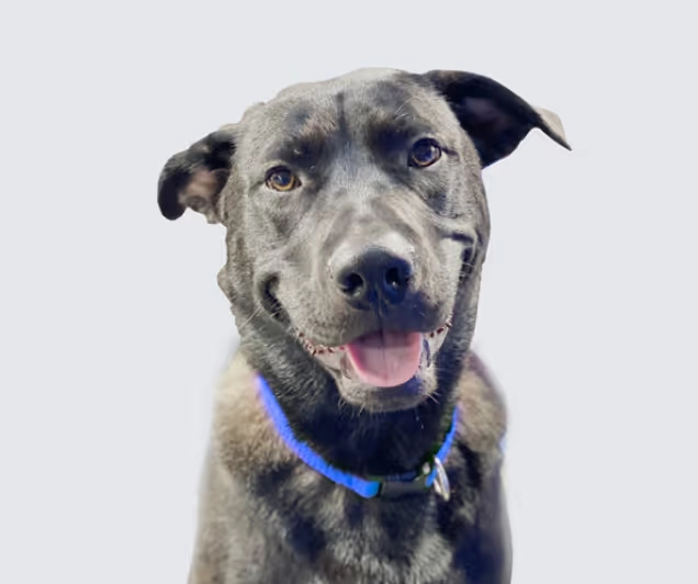 Photo from a barkbus Ruff Draft blog post about dog zoomies