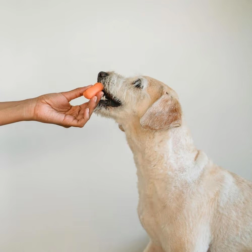Dog photo from the barkbus Ruff Draft blog